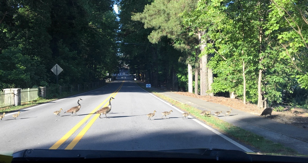 geese crossing the road