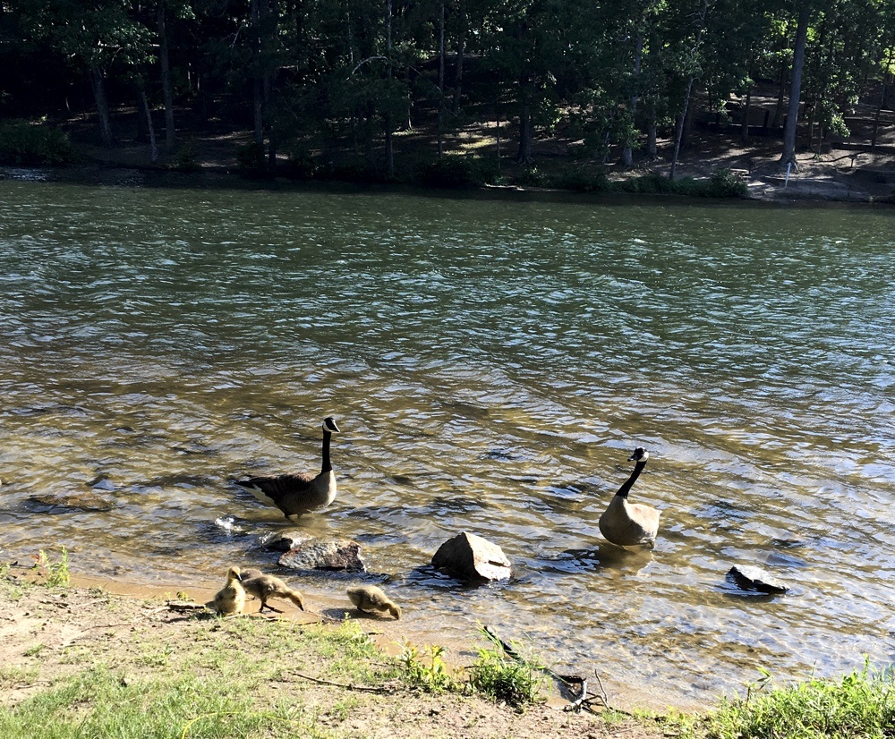 canada geese and babies on the lake