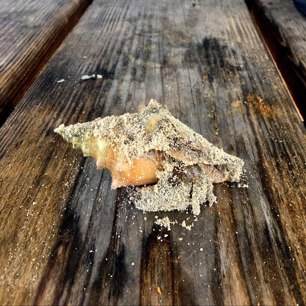 this conch was found stranded on the beach at bahia honda