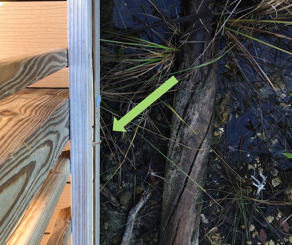 tiny lizard on the watson trail big pine key