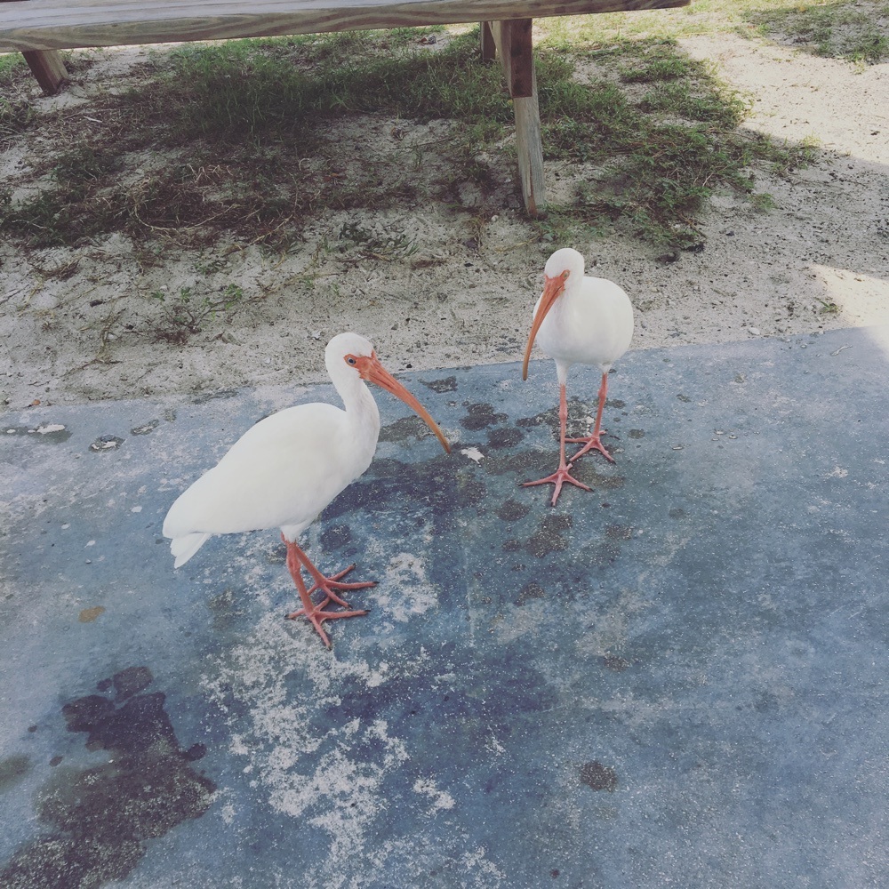 white ibis begging for treats at bahia honda state park