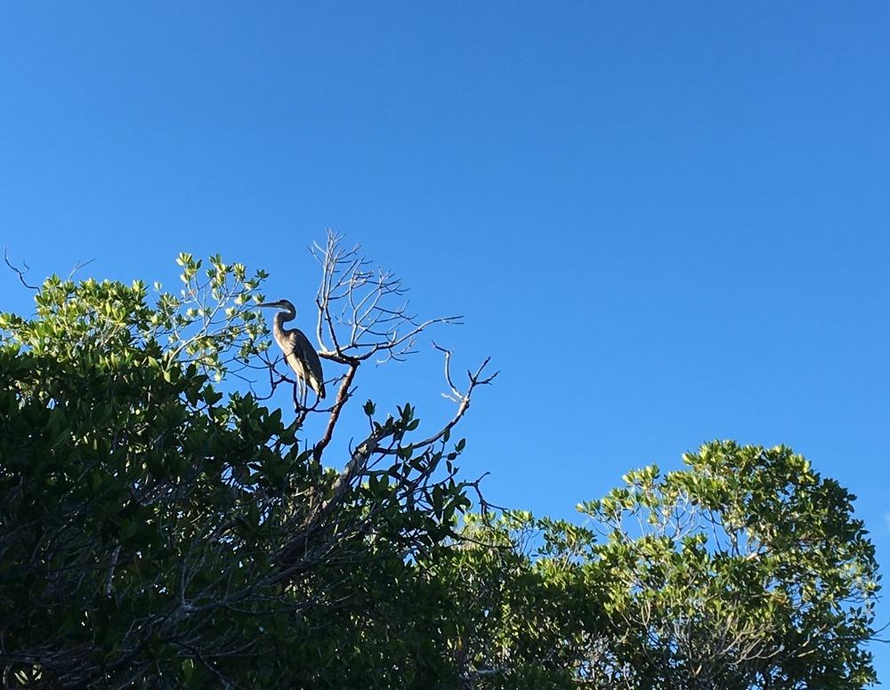 bird in a tree at john pennekamp