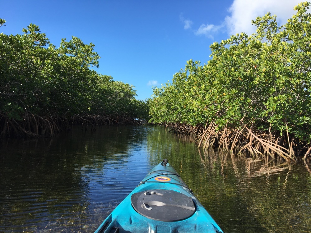 kayak view of mangrove trail at john pennekamp