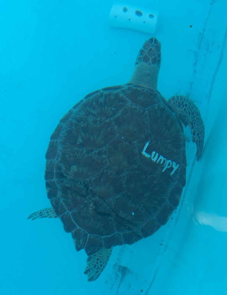 lumpy at the turtle hospital