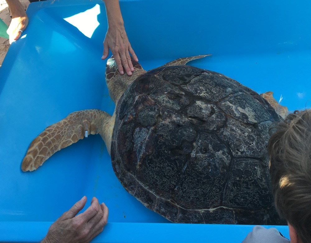 turtle hospital release's casper at sombrero beach