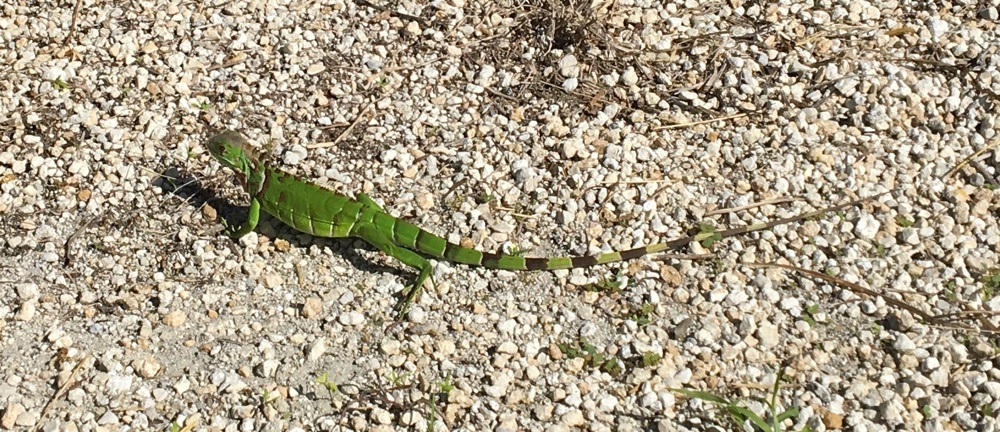 small iguana at curry hammock state park