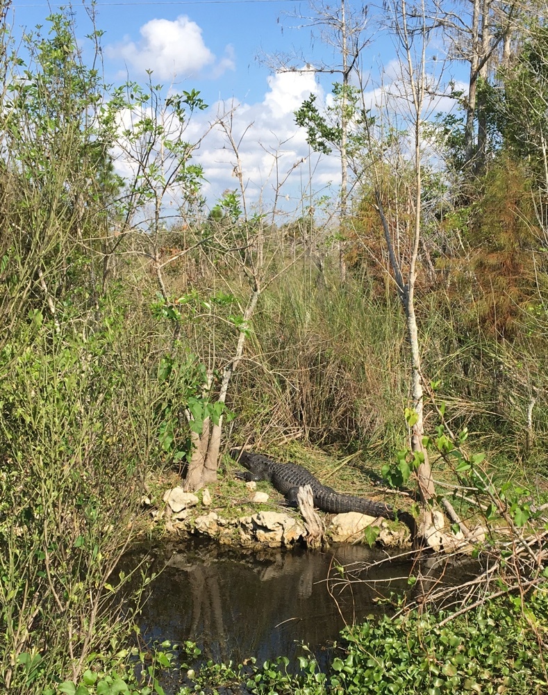 big ol' alligator on the tamiami trail