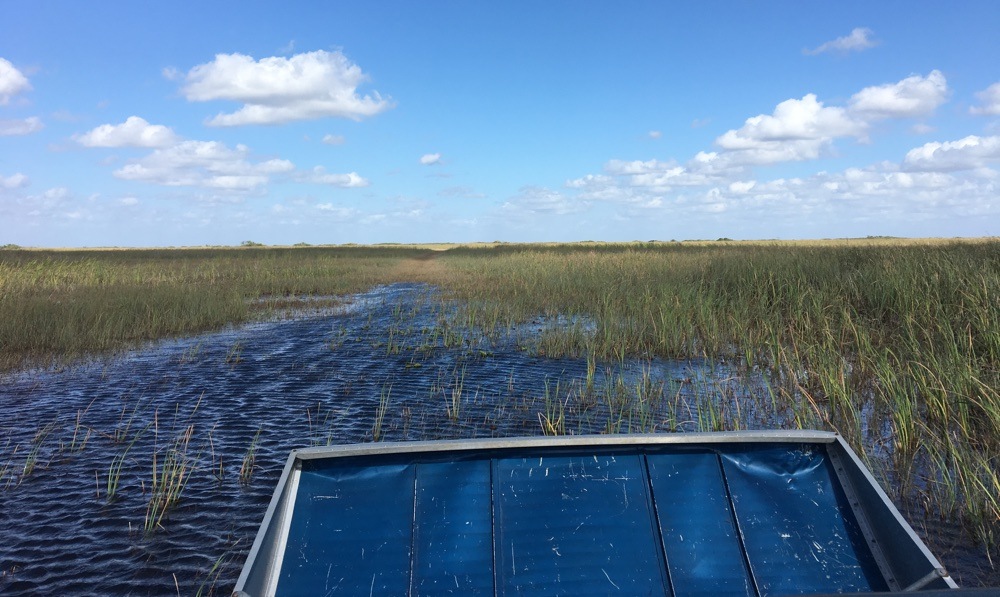 cruising through the everglades on an airboat
