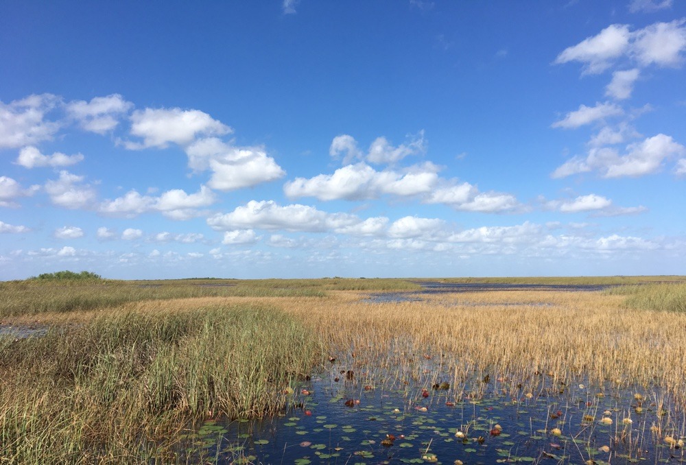 grass, sky and water from the airboat in the everglades