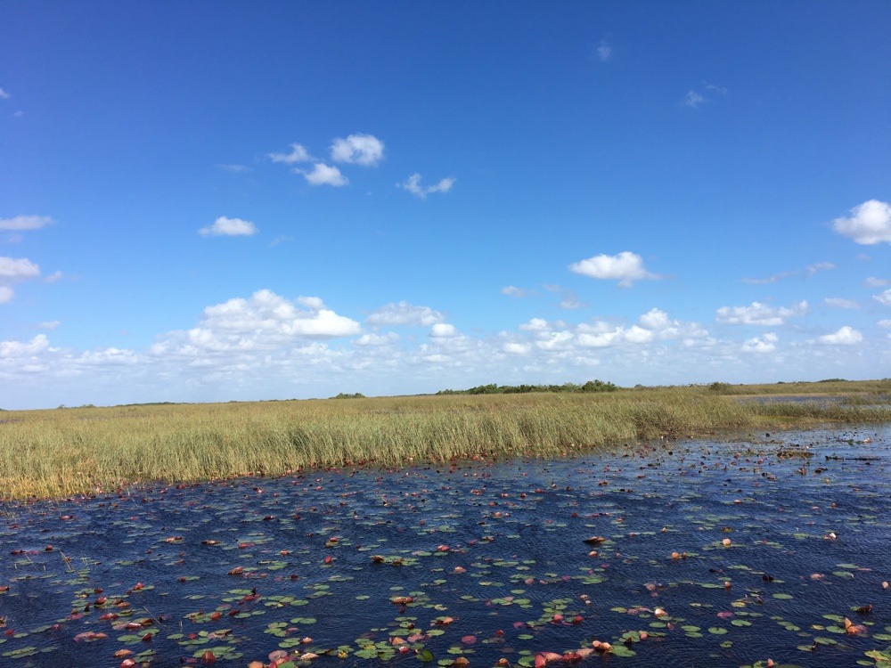 scenes from the airboat on the everglades