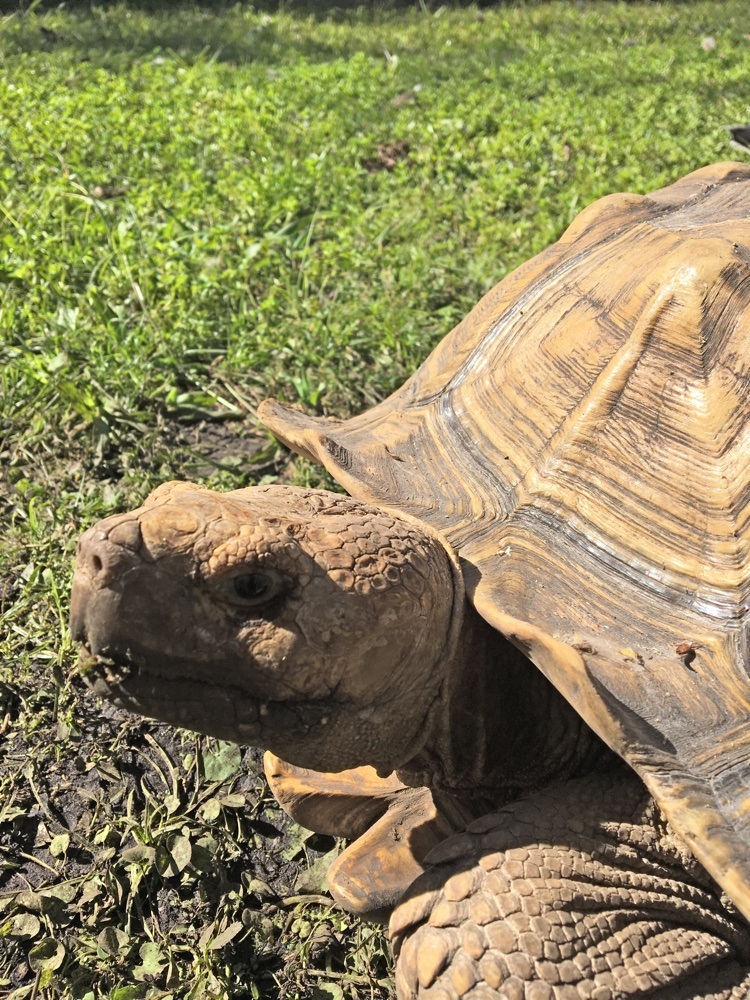 tortoise in rehab in the everglades