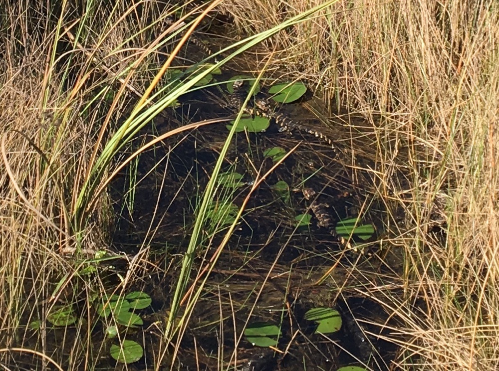 nest of baby alligators in the everglades