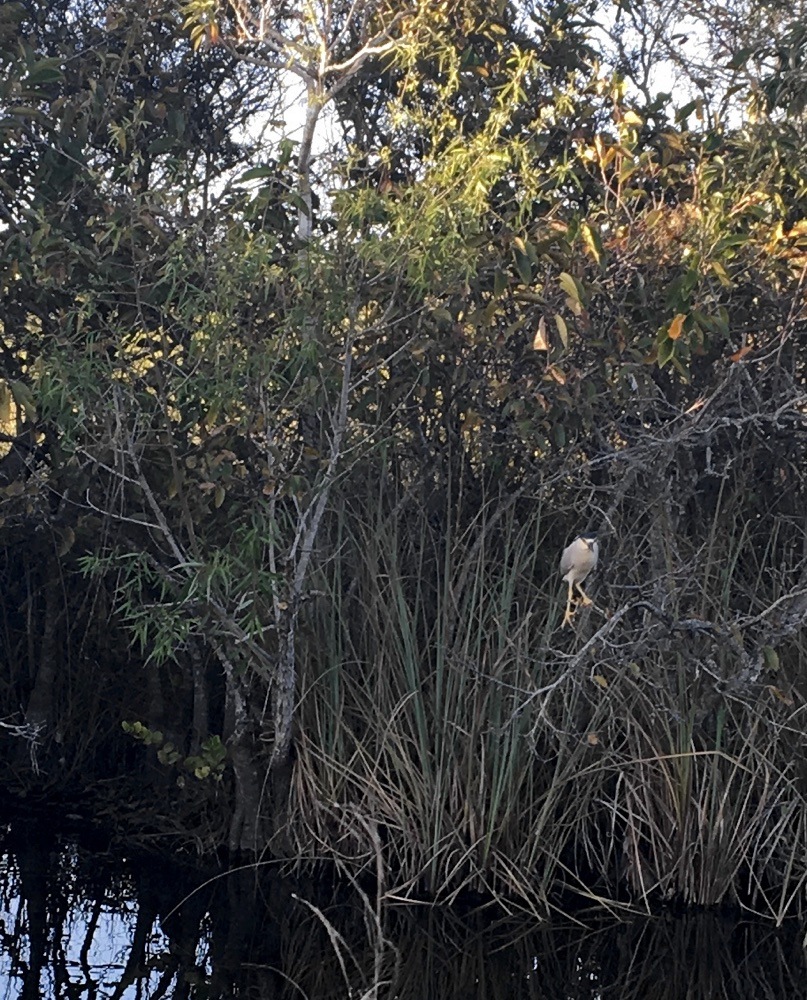 another water bird at shark valley in the everglades
