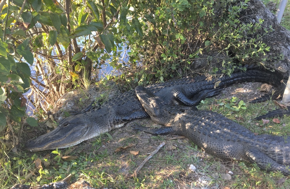 resting alligators at shark valley in the everglades