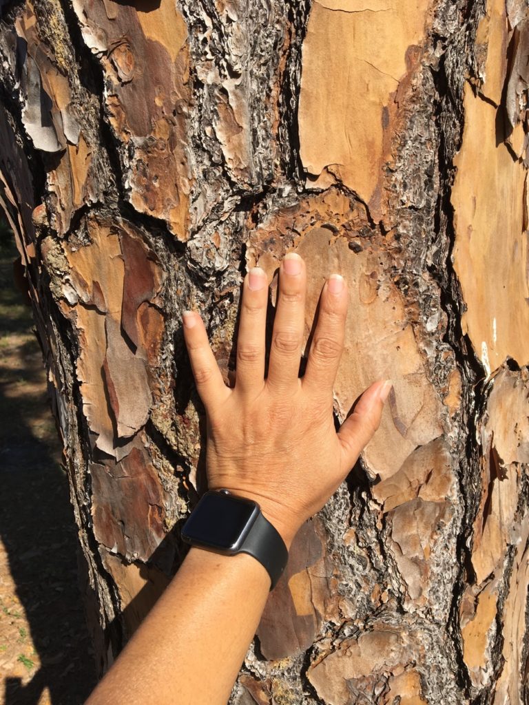 pine tree with huge bark