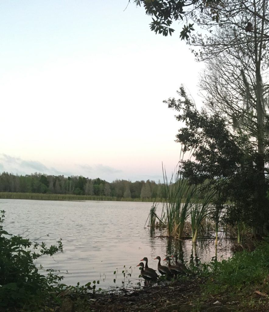 sunset lake and ducks at alafia river state park