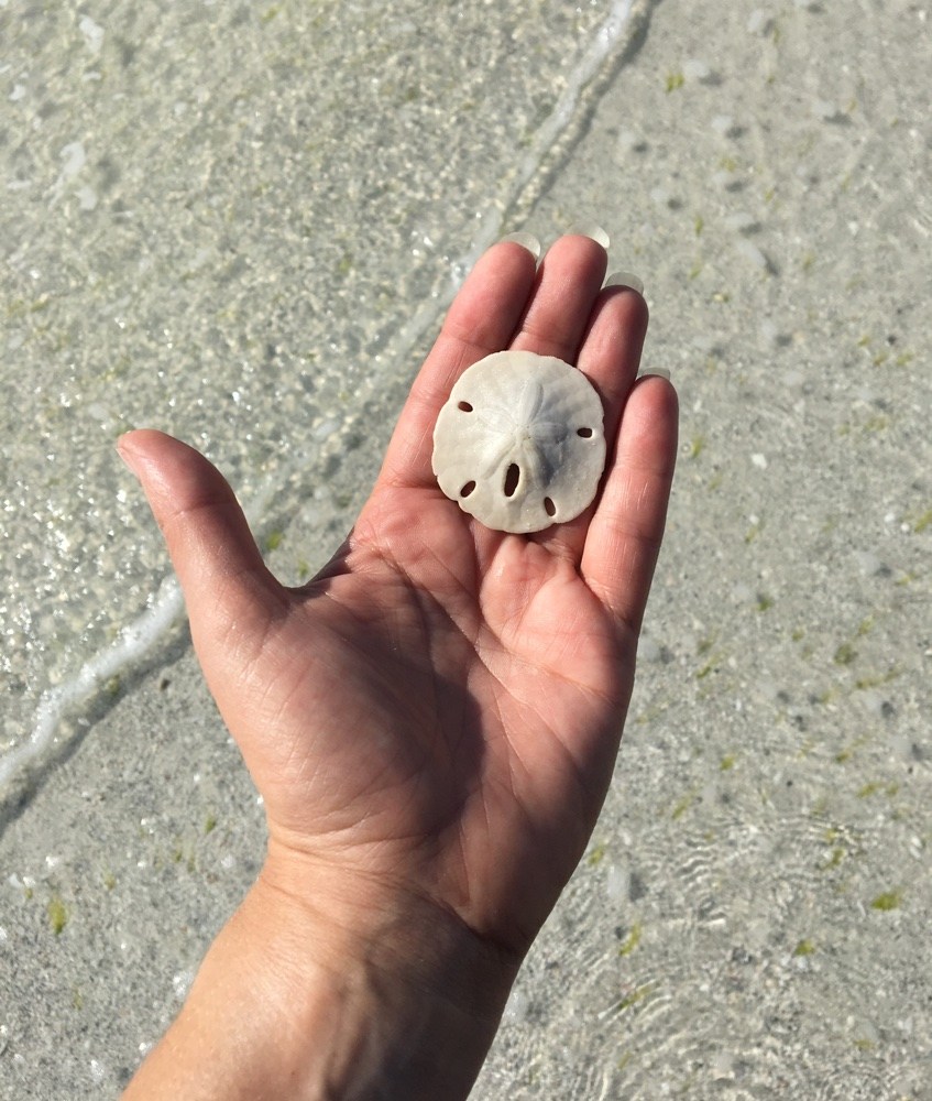a rare unpecked sand dollar at fort desoto