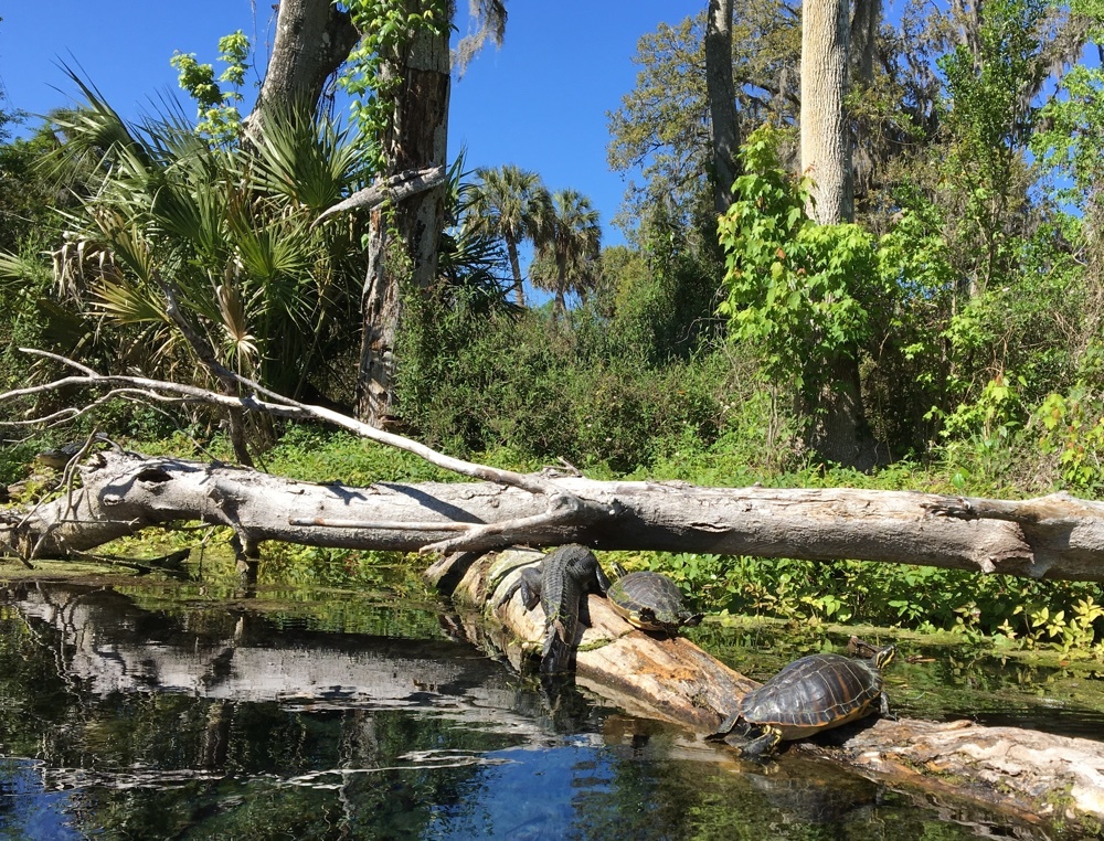 alligator and turtles at silver springs