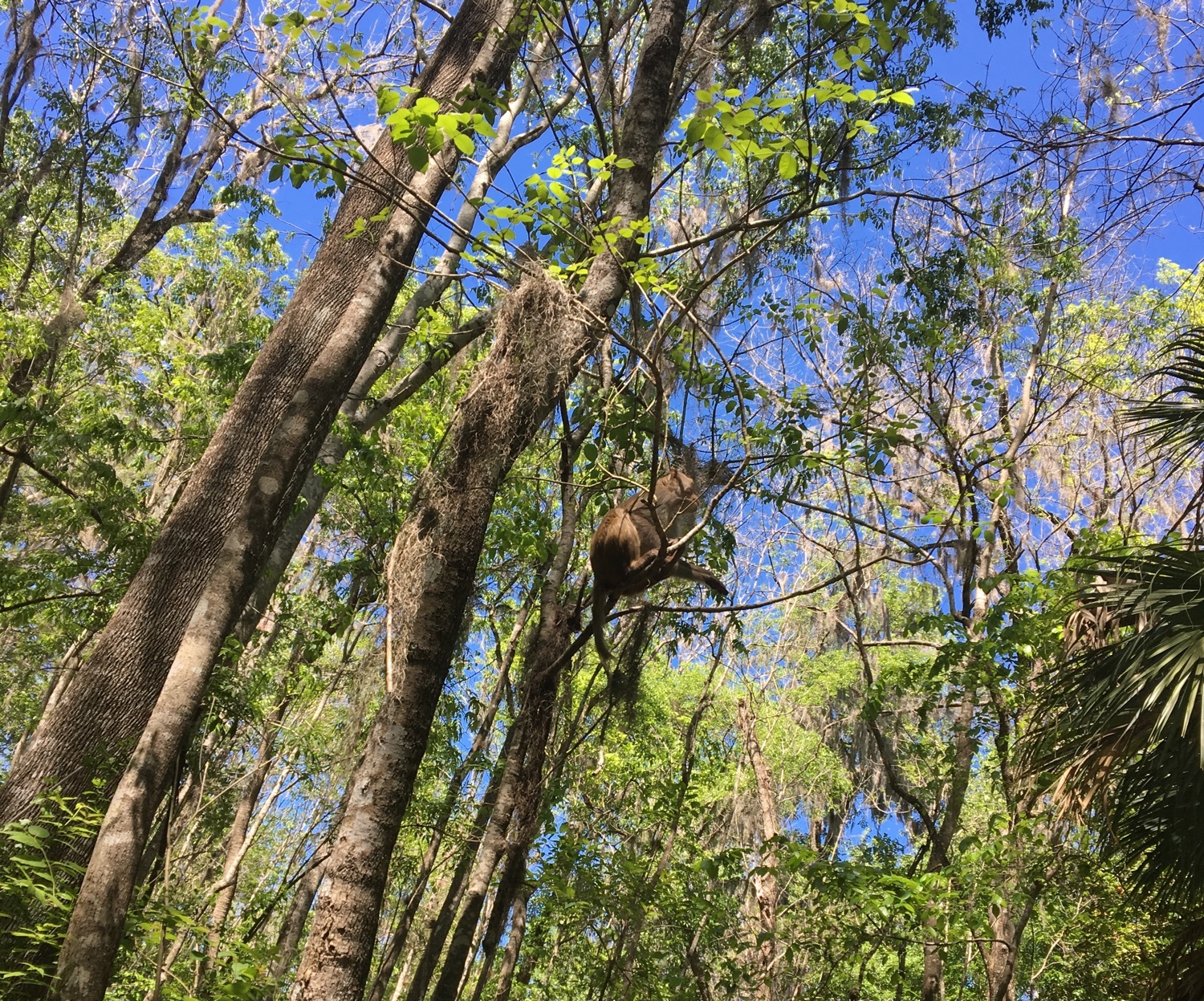 kayaking with monkeys at silver springs state park