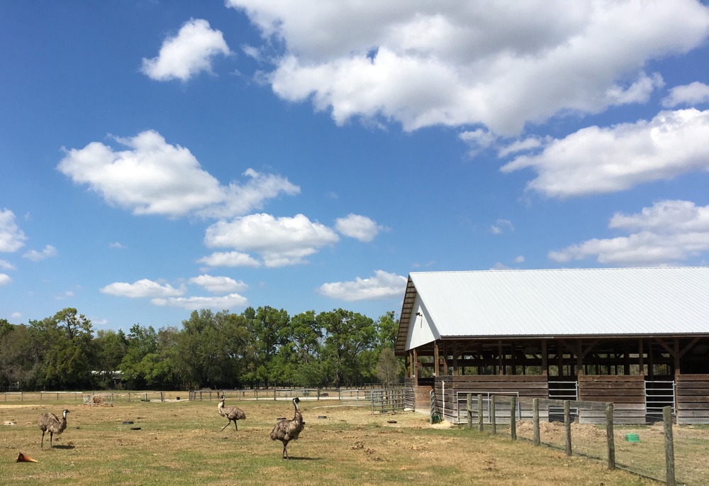 emus and barn at devil's den spring