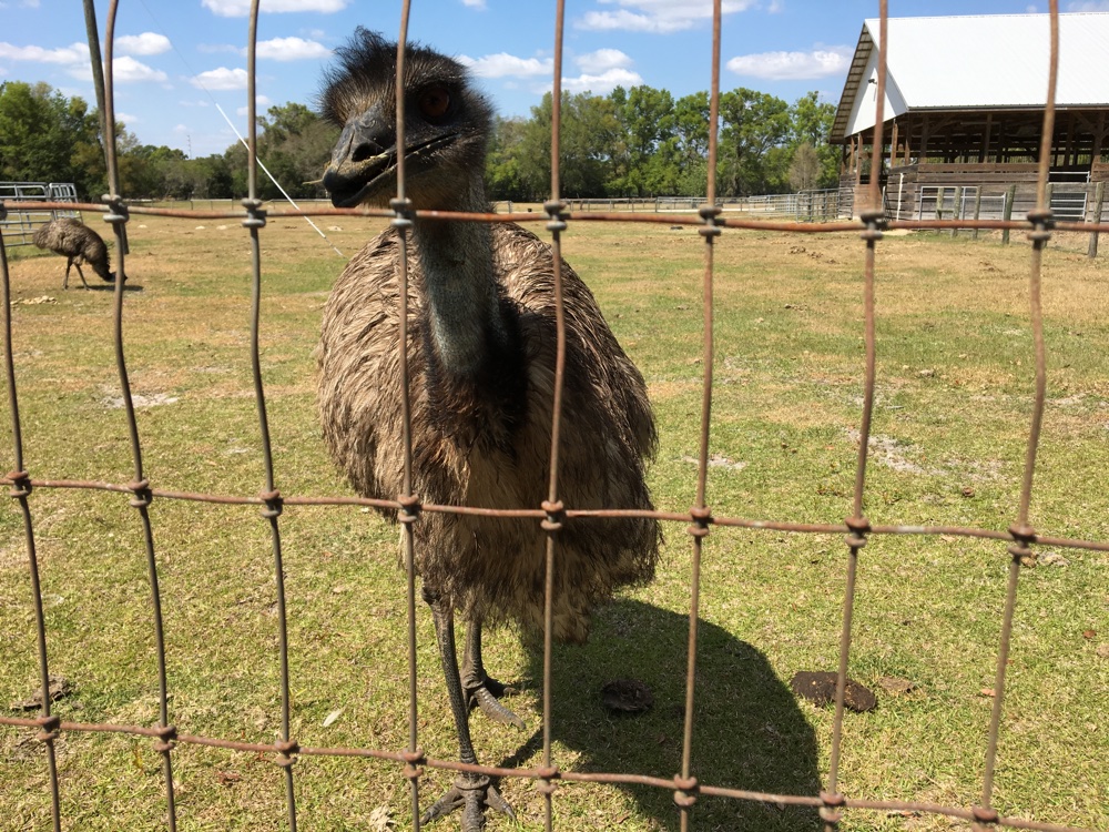 curious emu
