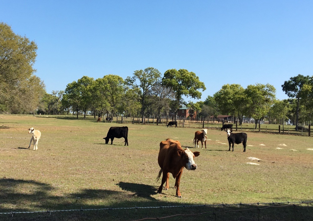 cows at apex trailhead farm.
