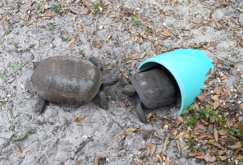 rescue gopher tortoises at oleno state park.