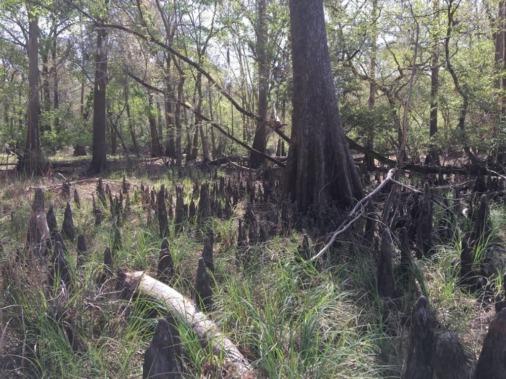 cypress grove at oleno state park.