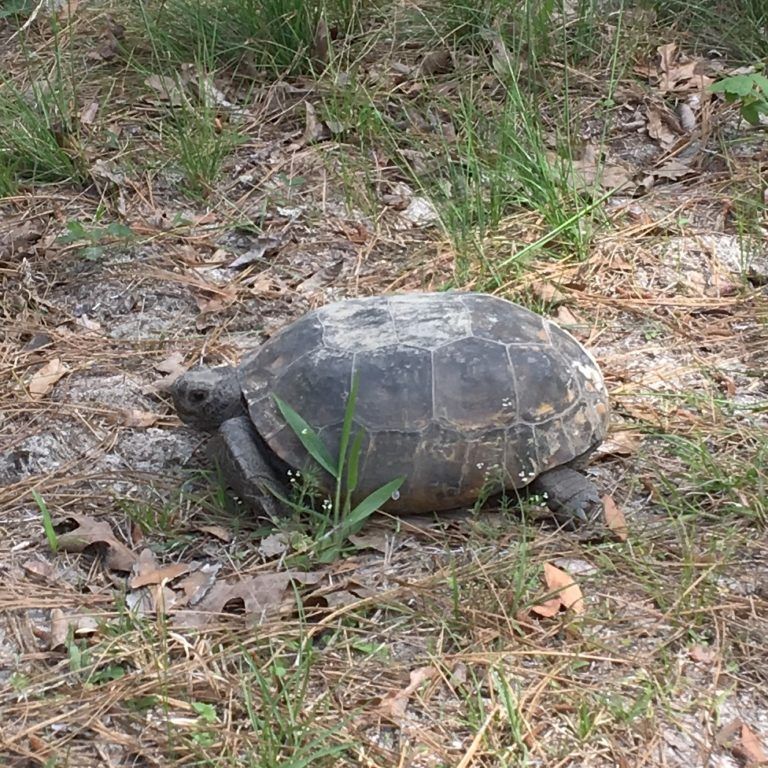 Hiking and Biking at O'Leno State Park in Florida - VeganRV.com