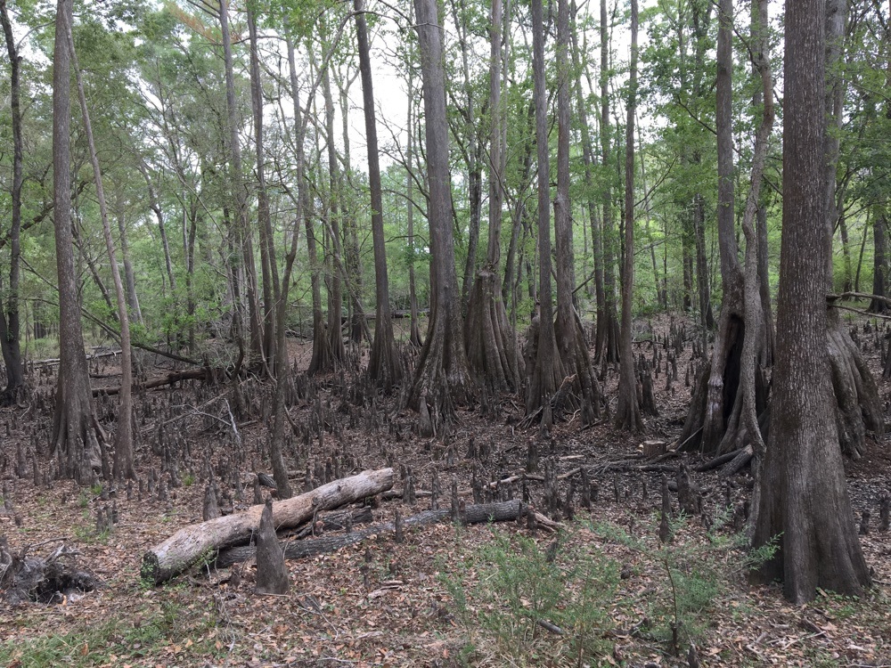 cypress trees and knees.