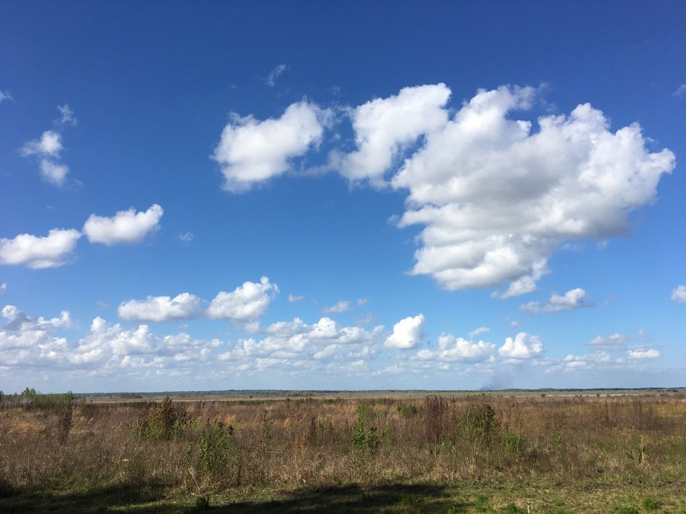 another view of paynes prairie from observation tower.