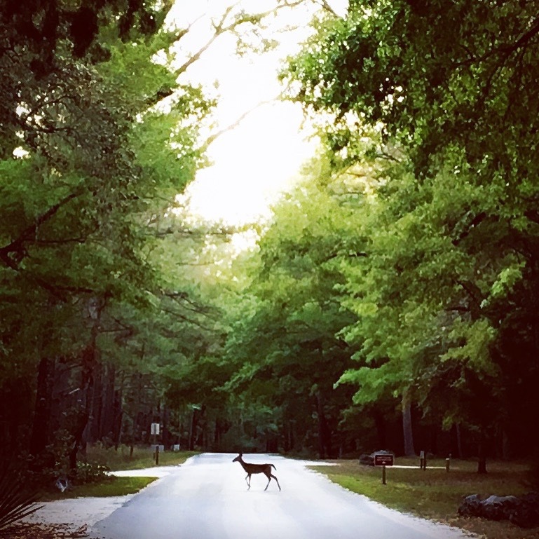 deer at oleno state park.