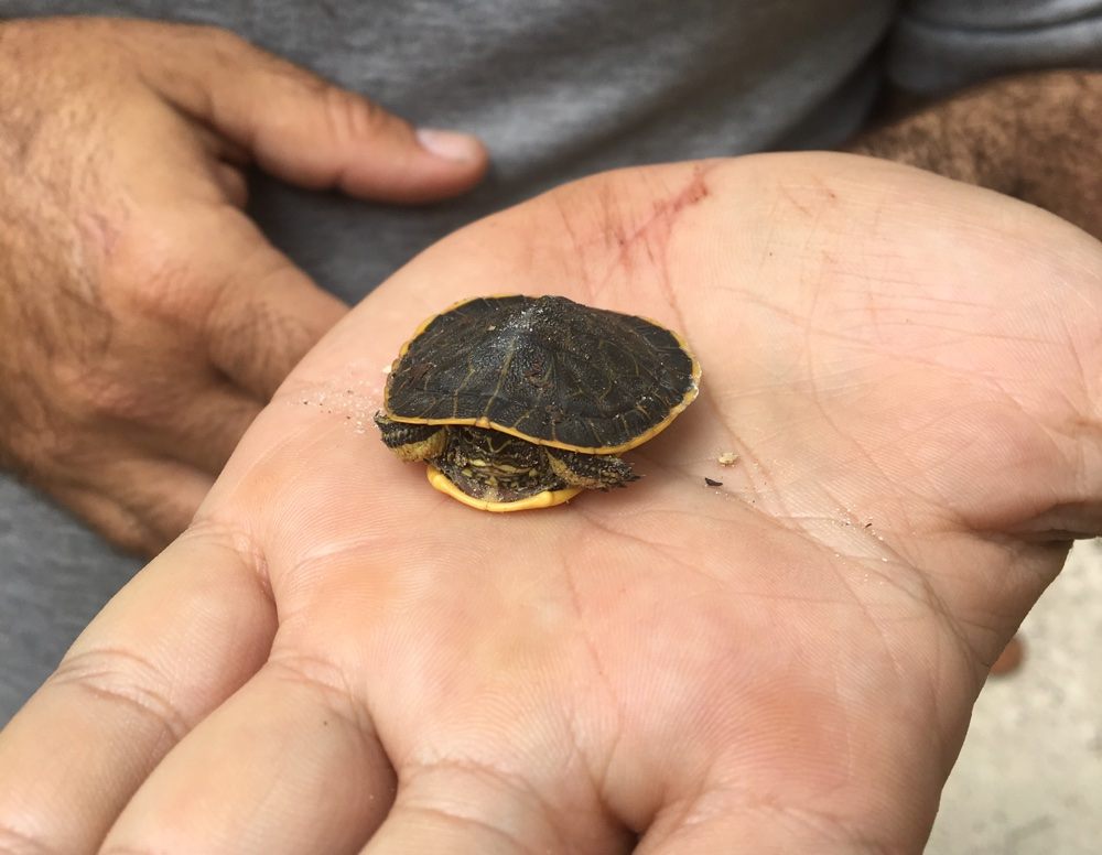 baby turtle.