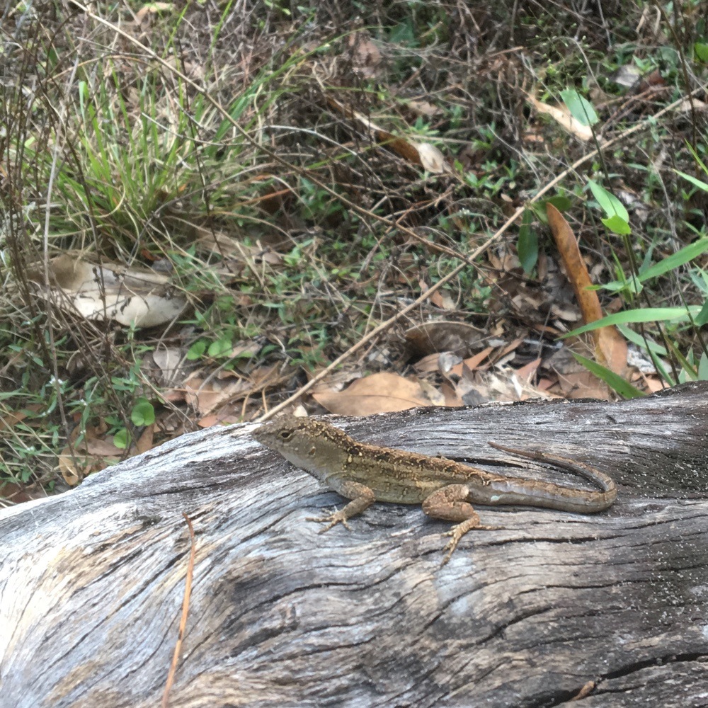 lizard at our campsite.