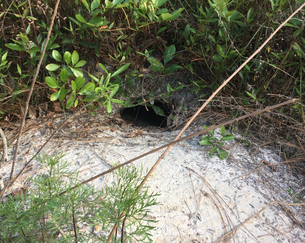 gopher tortoise burrow at laura s. walker state park.