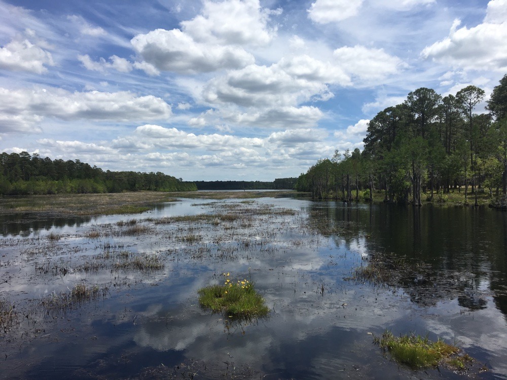 view from wildlife observation platform at laura s. walker state park.