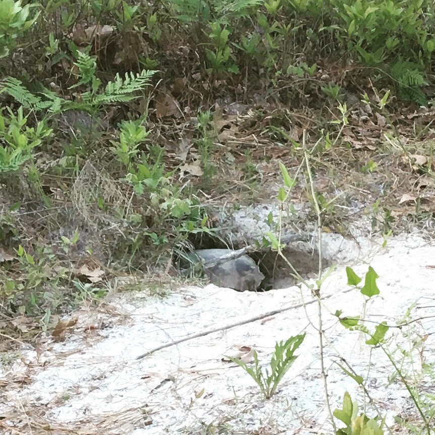 close up of gopher tortoise in burrow at laura s. walker state park.