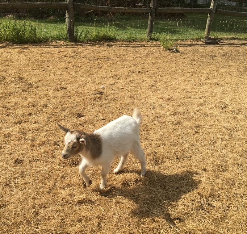 baby goat at general coffee state park.