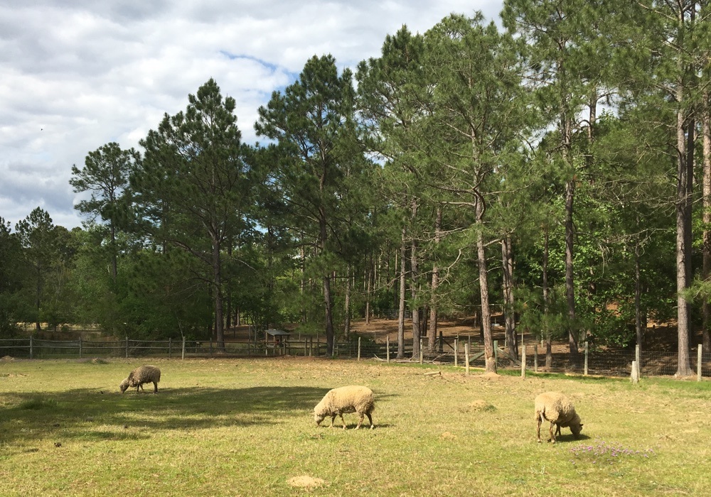 sheep at general coffee state park.