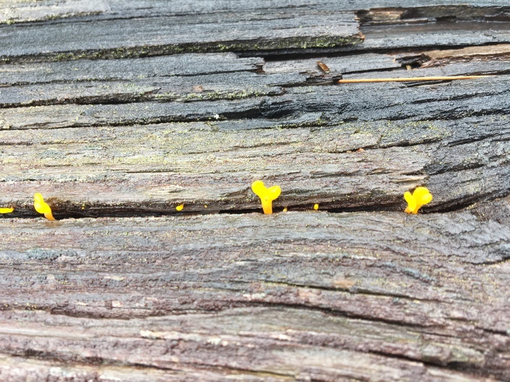 tiny blooms on a log at tallulah gorge state park.