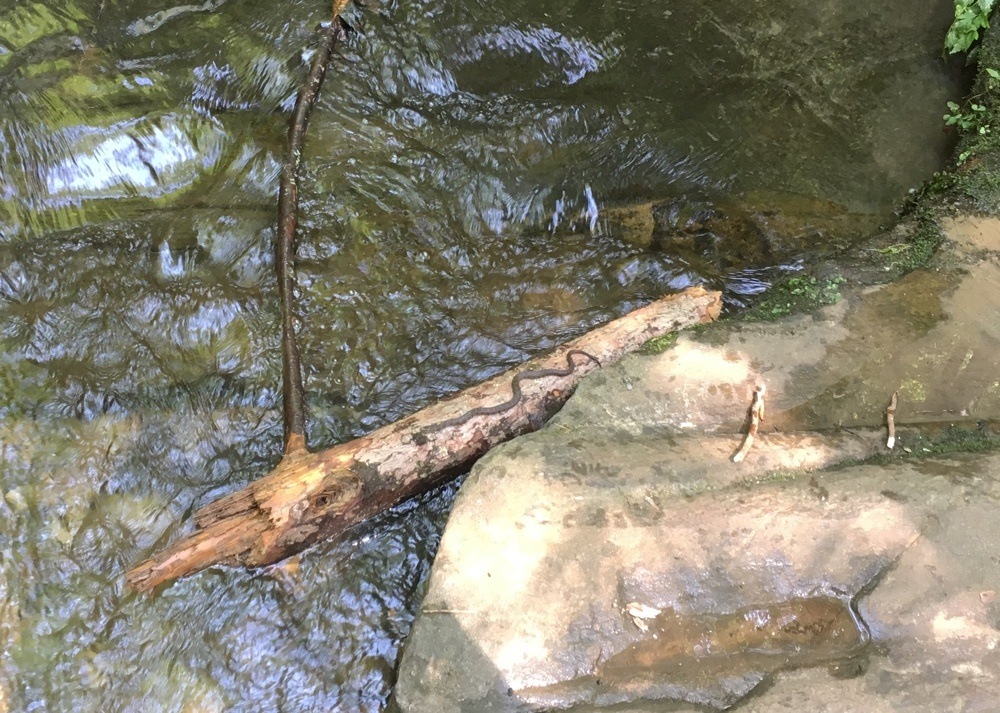 Snake by Carrick Creek Trail in Table Rock State Park in South Carolina.