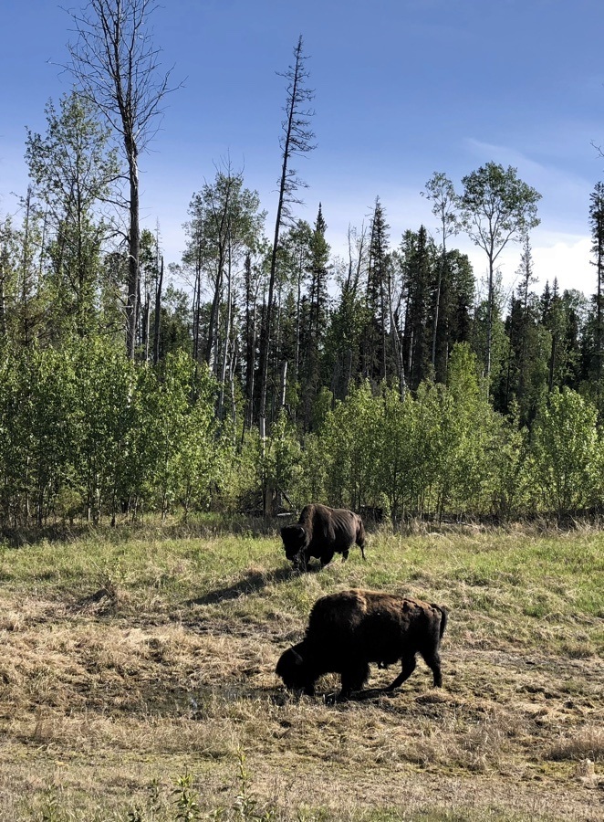 2 bison near liard river hot springs.
