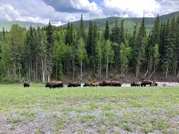 Big day of wildlife sightings on the Alaska Highway | VeganRV