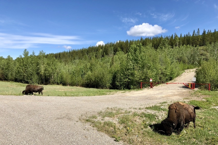 bison on the alaska highway.