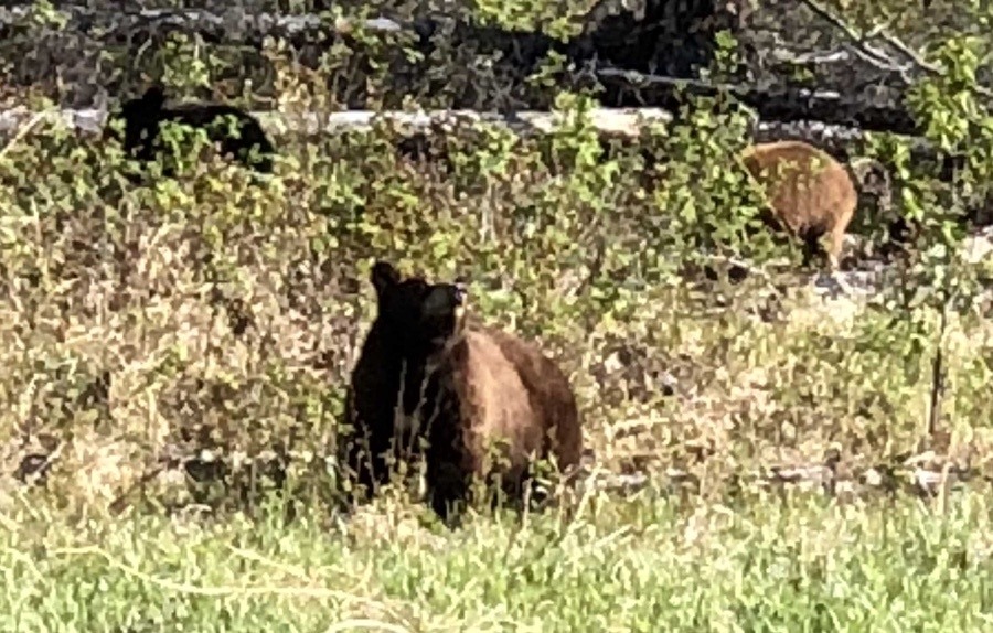 mama and baby bears near Liard River Hot Springs.