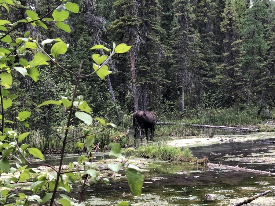 pregnant moose at liard river hot springs provincial park.