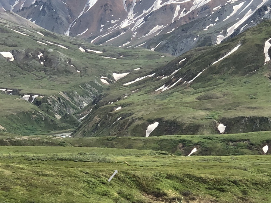 grizzly bears at Eielson in Denali National Park.