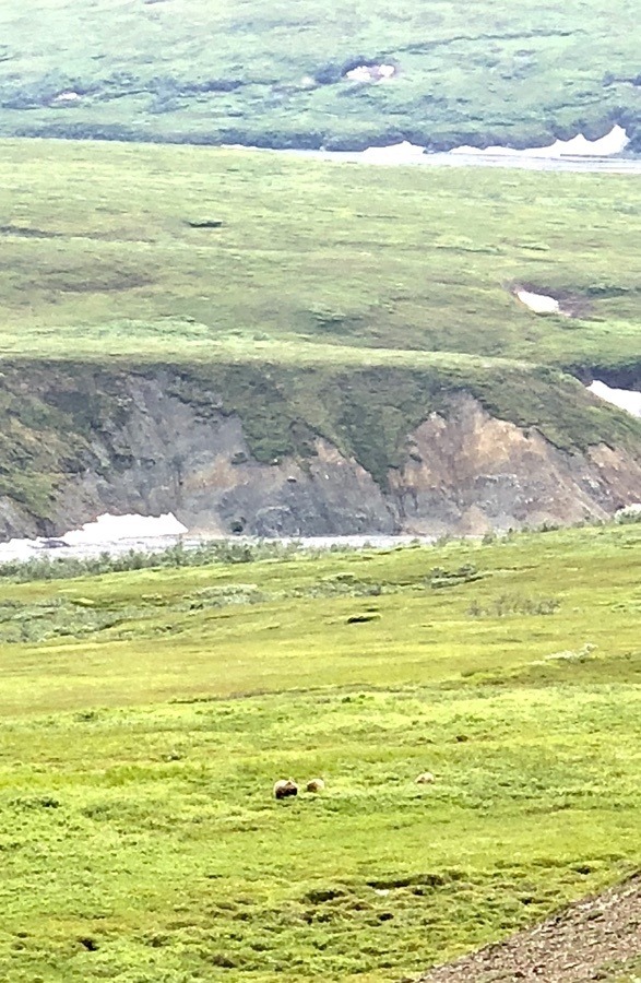 grizzly bears in denali national park.