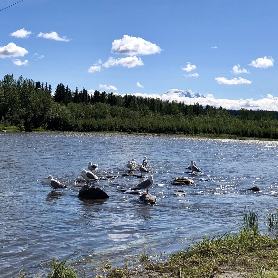 gulls on the gulkana river.