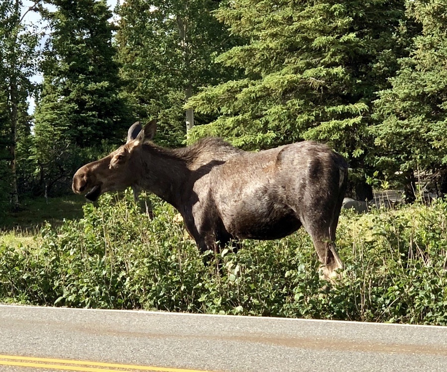 moose in healy alaska.